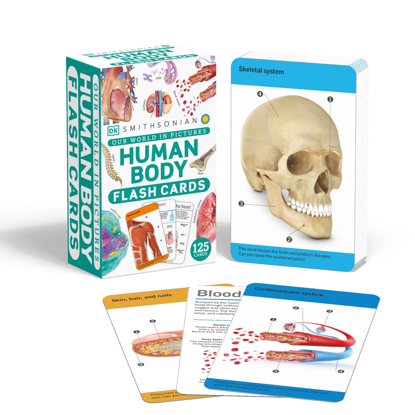 SI OWP HUMAN BODY CARDS