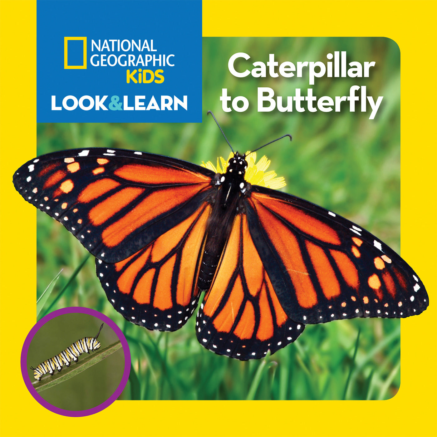 National Geographic Kids Look &amp; Learn: Caterpillar to Butterfly